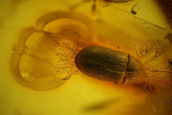 Detailed Fossil Beetle (Coleoptera) In Baltic Amber #128279